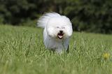 BICHON FRISE 456